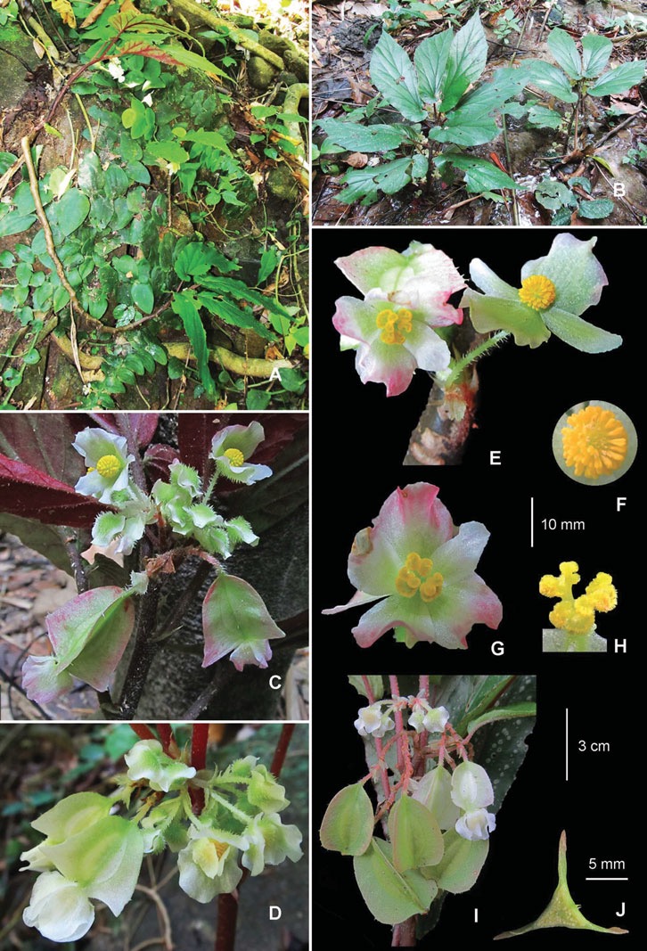 B. lecongkietii